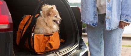 Essential Tips for Safely Transporting Pets Across the Country