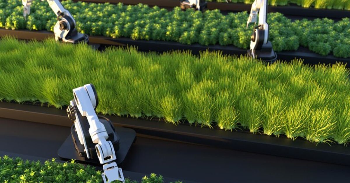 Smart Drainage Solutions for a Thriving Garden