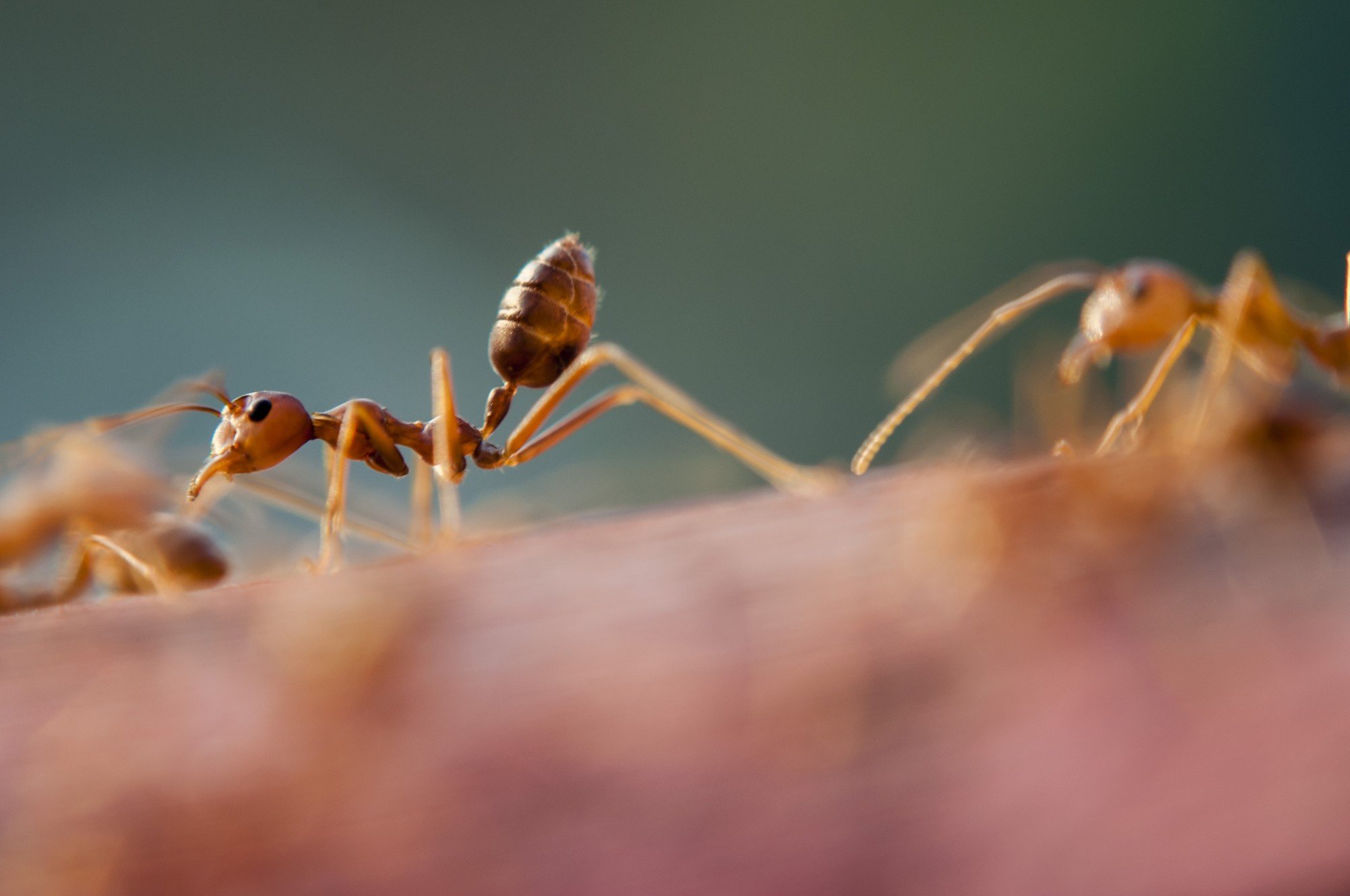best ant repellent