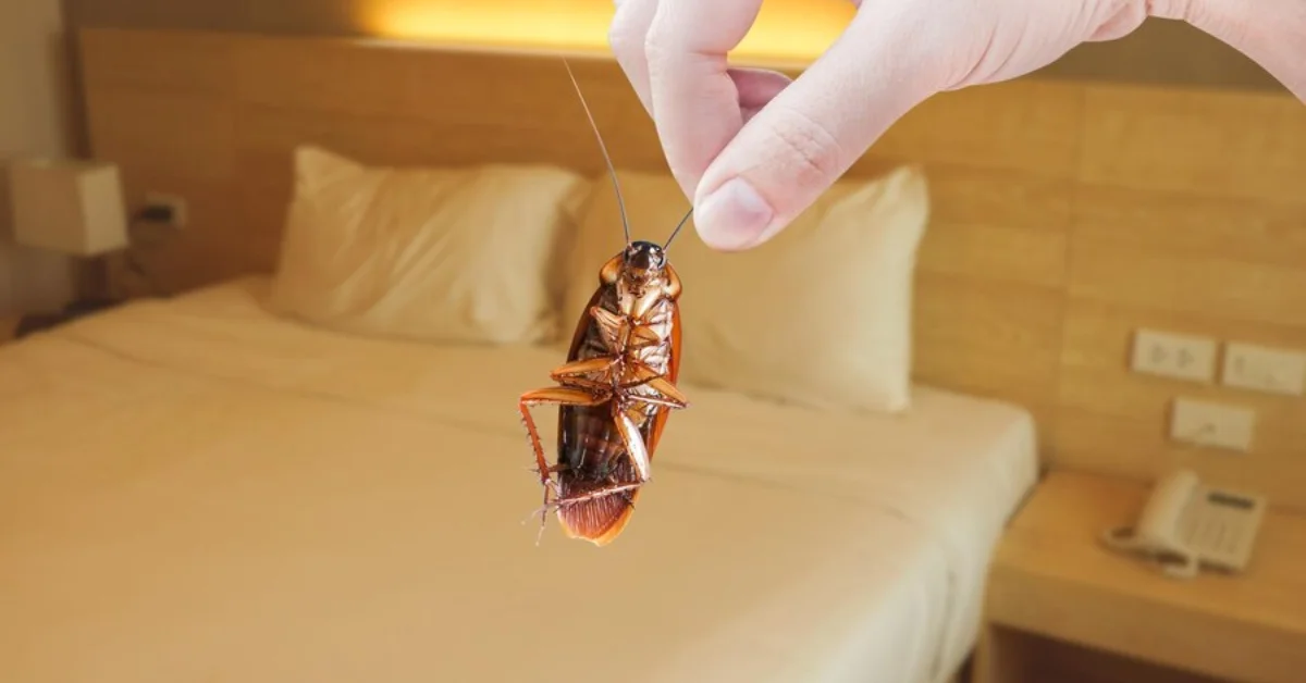 Bed Bug Attorney