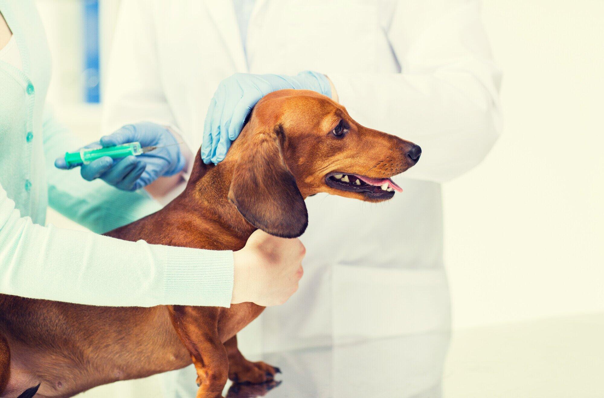 canine cough injection