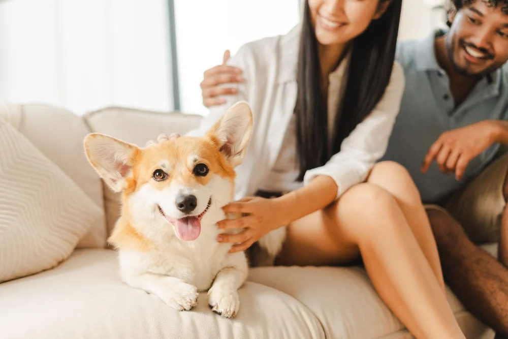 Pets