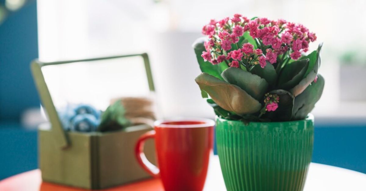 CERAMIC POTS FOR PLANTS