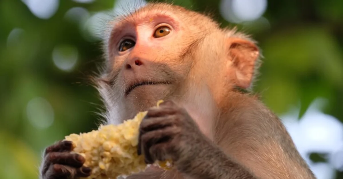 Kester Yummy Monkey Popcorn Recall