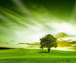 natural wallpaper is definitely worth a look.