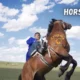 horseplop