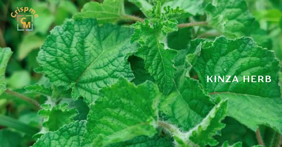 kinza herb