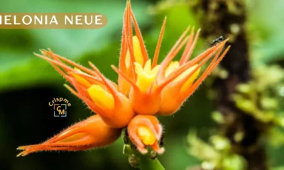helonia neue