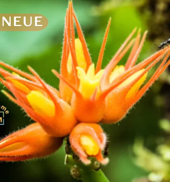 helonia neue