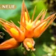 helonia neue