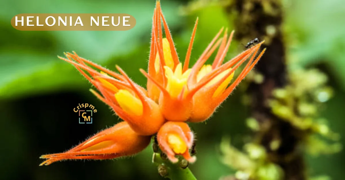 helonia neue
